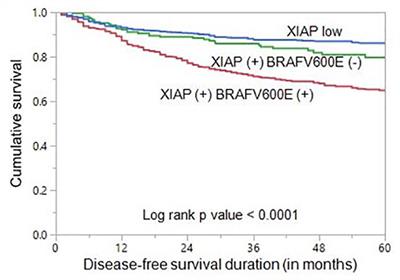 X-linked inhibitor of apoptosis protein (XIAP) predicts disease-free survival in BRAFV600E mutant papillary thyroid carcinoma in middle eastern patients